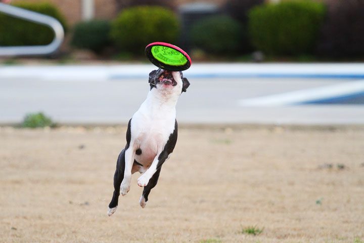 Boston Terrier Fetching Frisbee