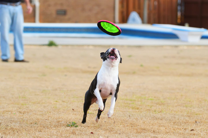 Boston Terrier Catches Frisbee