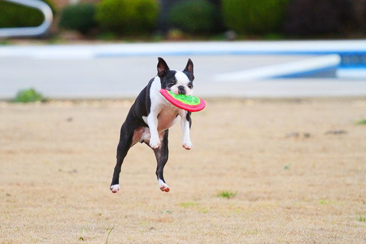 Boston Terrier Fetches Frisbee