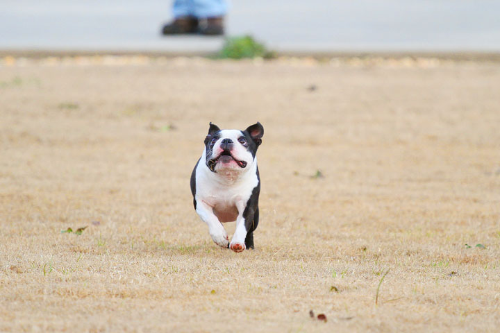 Boston Terrier Catches Frisbee