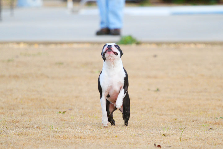 Boston Terrier Catches Frisbee