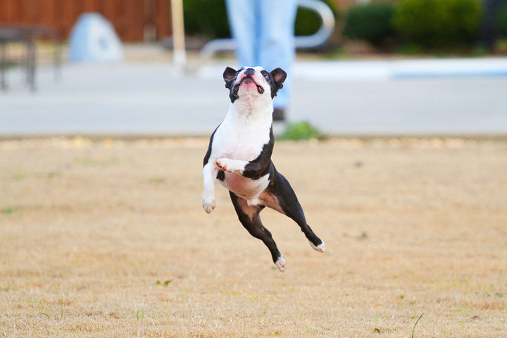 Boston Terrier Catches Frisbee