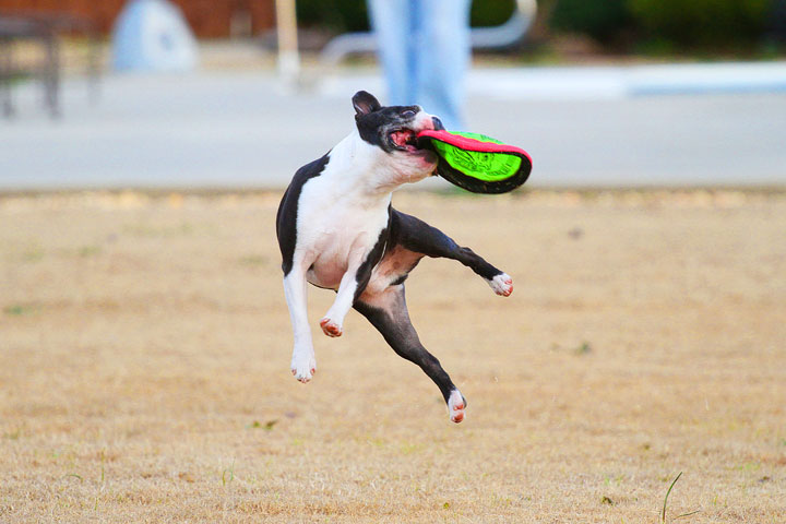 Boston Terrier Catches Frisbee