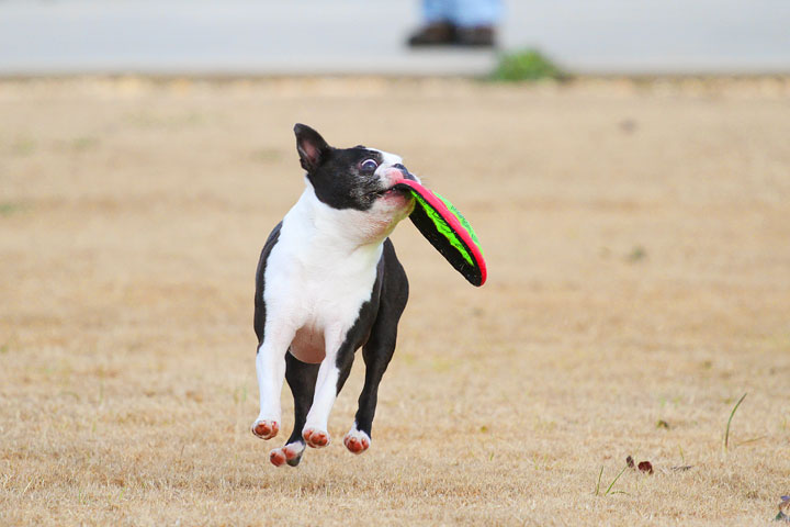 Boston Terrier Catches Frisbee