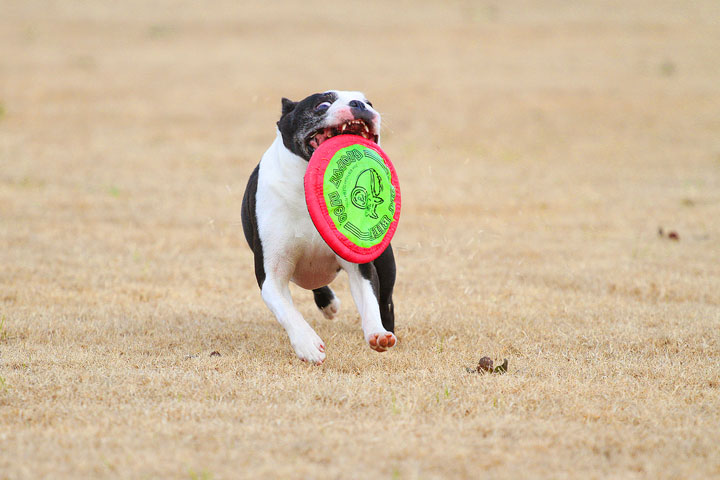 Boston Terrier Catches Frisbee