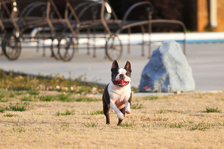 Boston Terrier Catches Frisbee