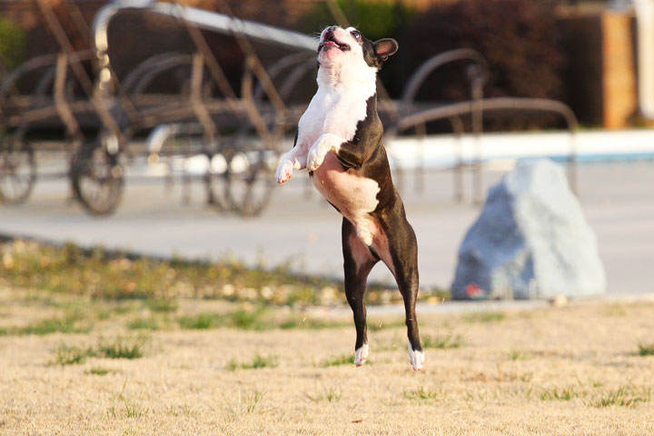 Boston Terrier Catches Frisbee