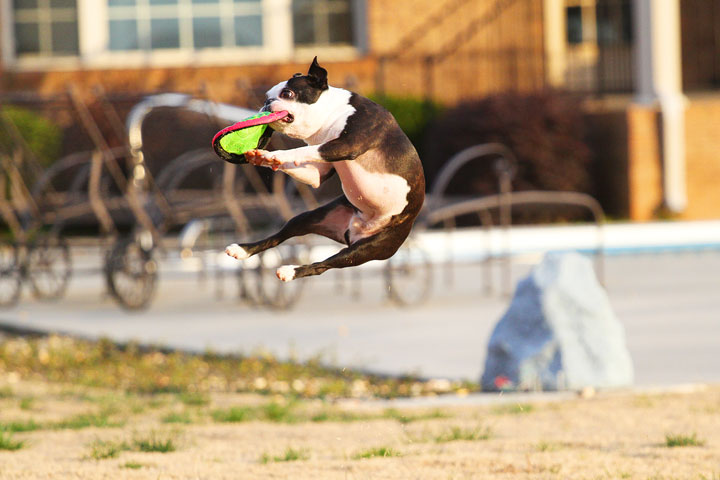 Boston Terrier Catches Frisbee