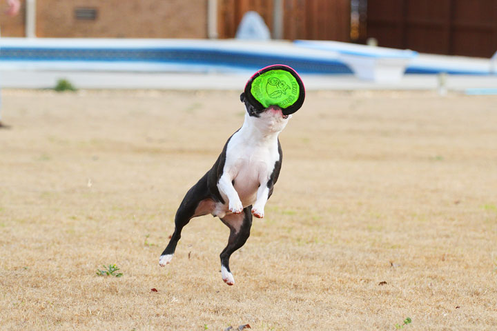 Boston Terrier Catches Frisbee