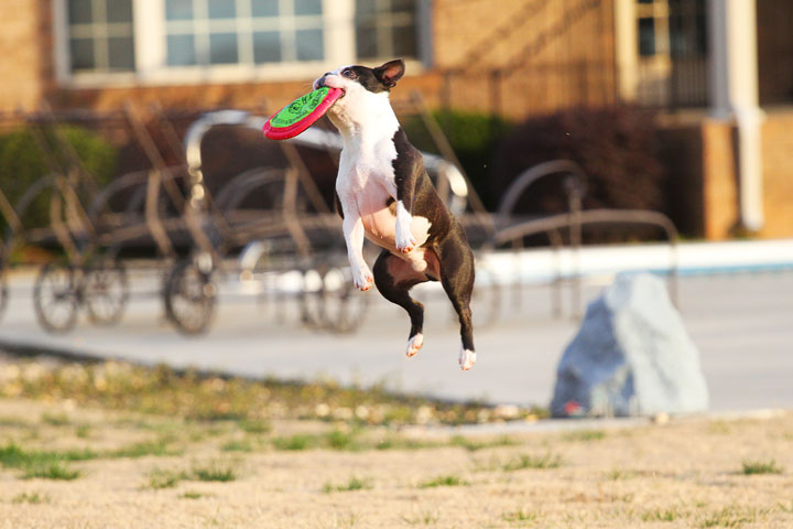 Boston Terrier Catches Frisbee