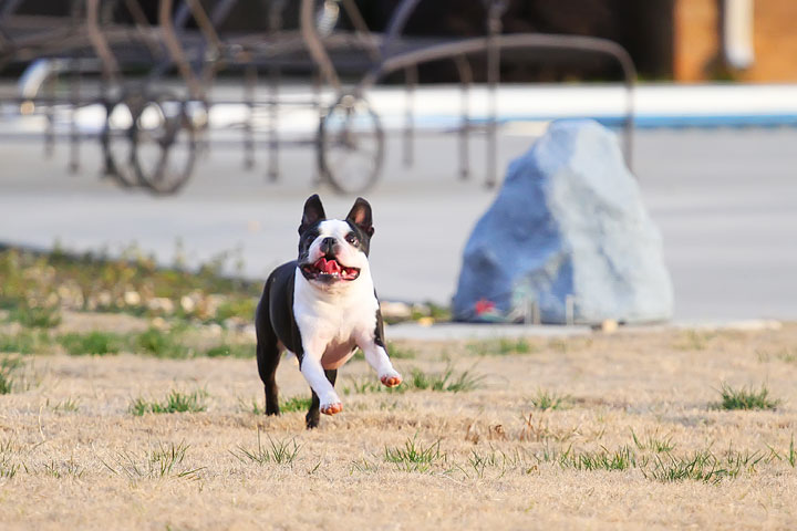 Boston Terrier Catches Frisbee