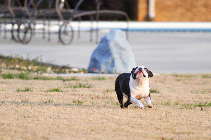 Boston Terrier Catches Frisbee