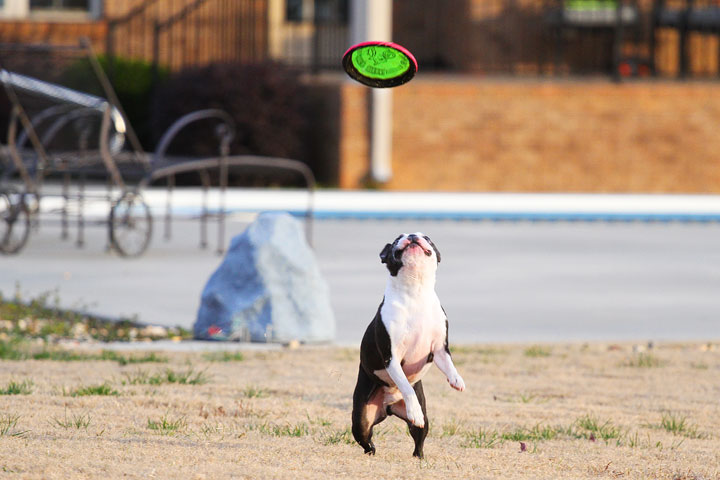 Boston Terrier Catches Frisbee