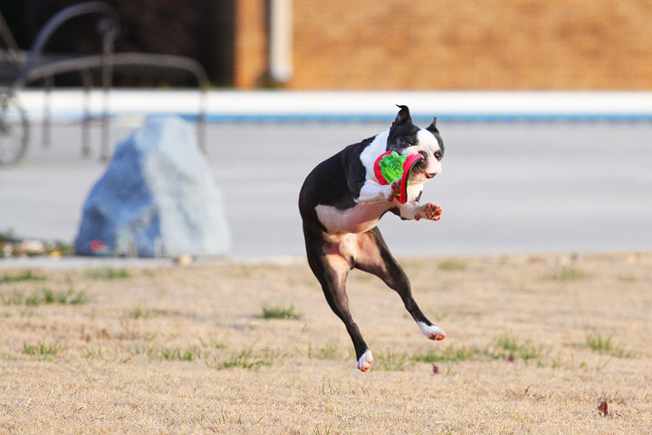 Boston Terrier Catches Frisbee