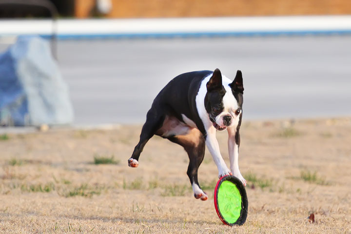 Boston Terrier Catches Frisbee