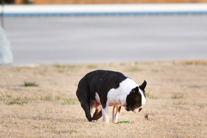 Boston Terrier Catches Frisbee