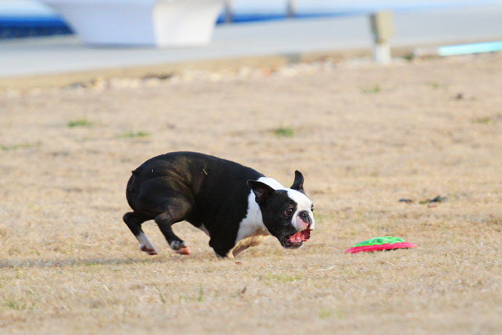 Boston Terrier Catches Frisbee