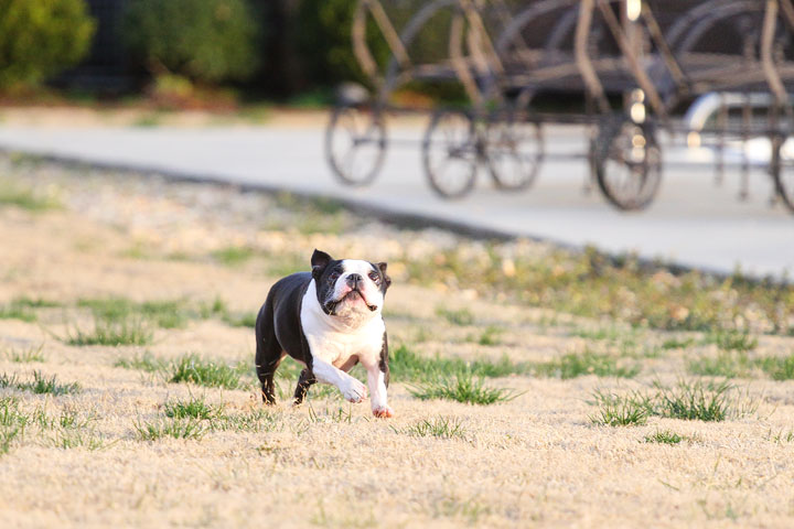 Boston Terrier Catches Frisbee