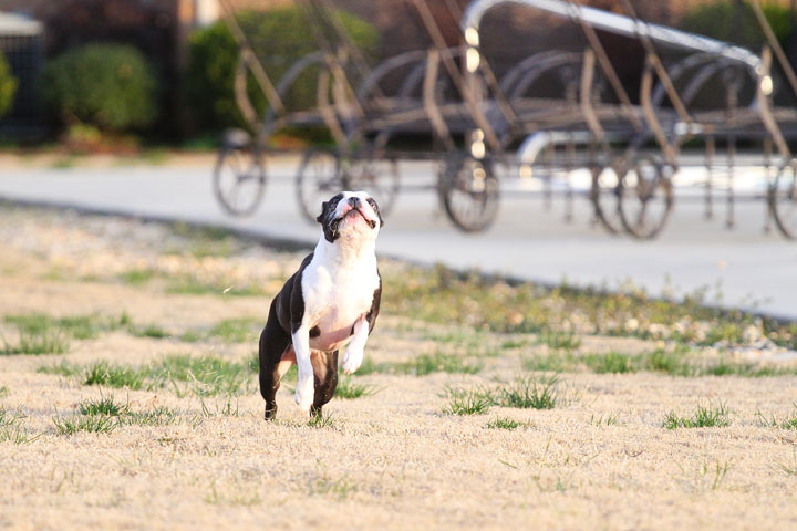 Boston Terrier Catches Frisbee