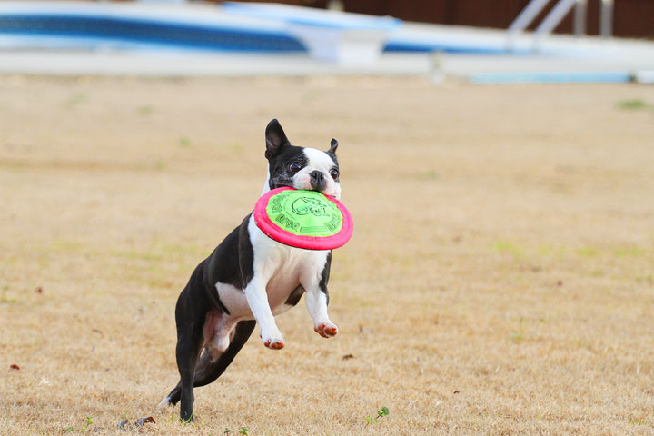 Boston Terrier Catches Frisbee