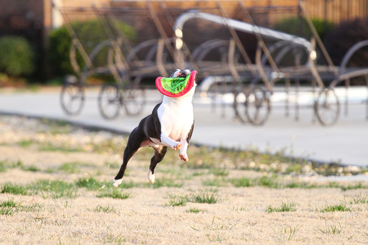 Boston Terrier Catches Frisbee