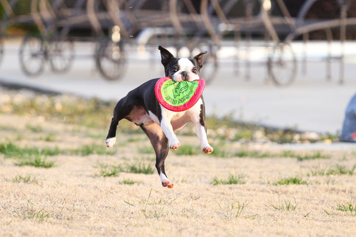 Boston Terrier Catches Frisbee