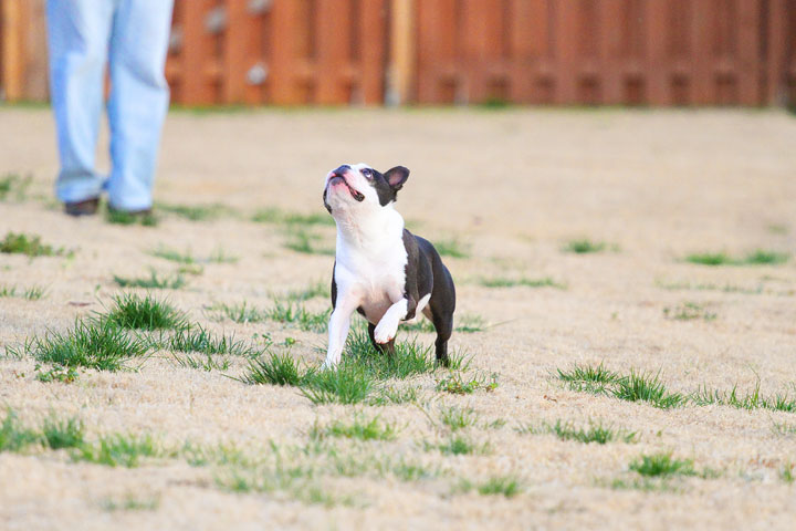 Boston Terrier Catches Frisbee