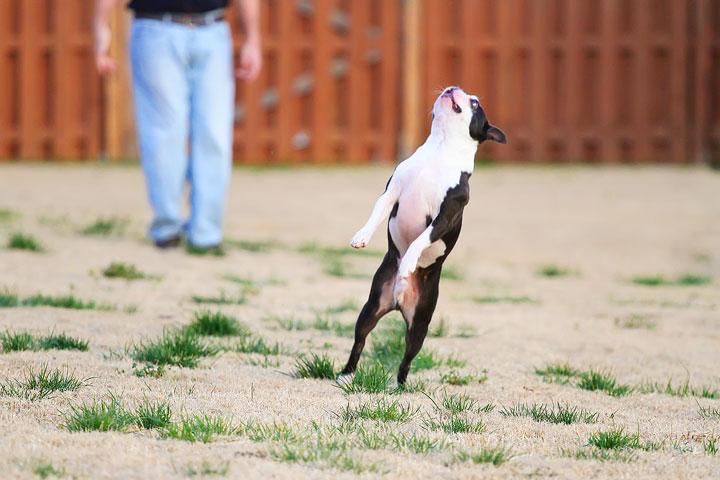 Boston Terrier Catches Frisbee