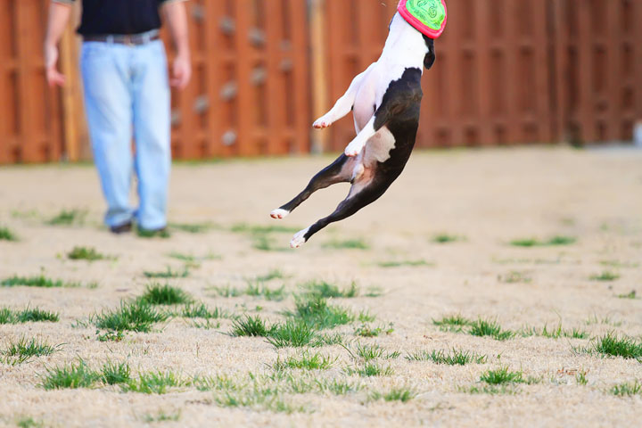 Boston Terrier Catches Frisbee