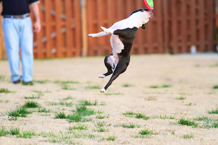 Boston Terrier Catches Frisbee