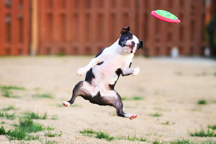 Boston Terrier Catches Frisbee