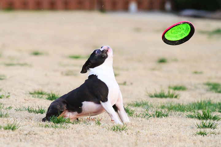 Boston Terrier Catches Frisbee