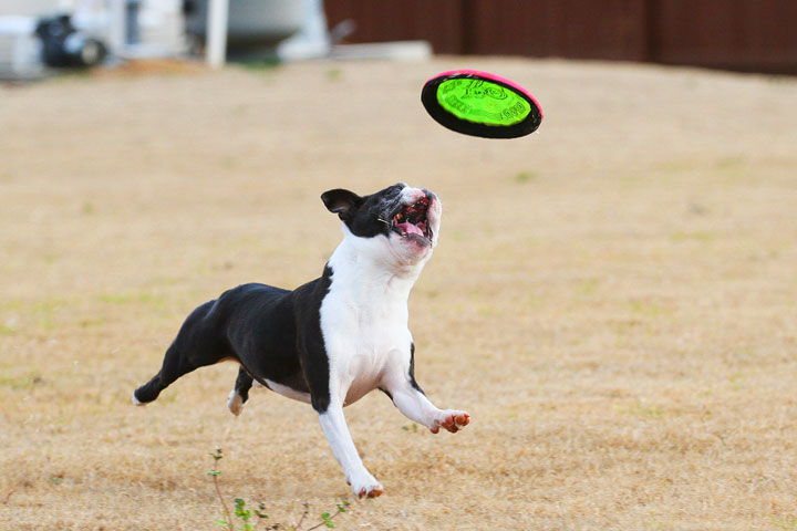 Boston Terrier Catches Frisbee