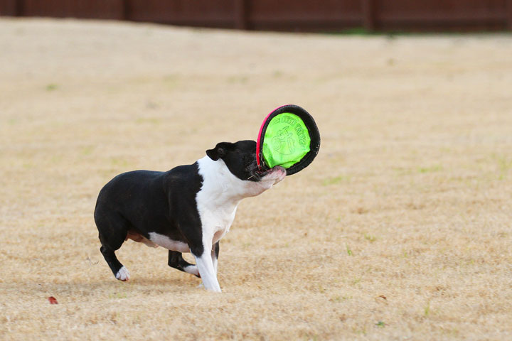 Boston Terrier Catches Frisbee