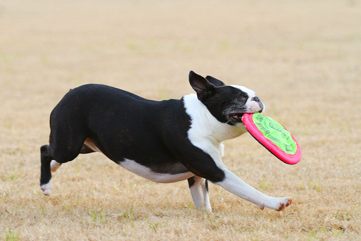 Boston Terrier Catches Frisbee