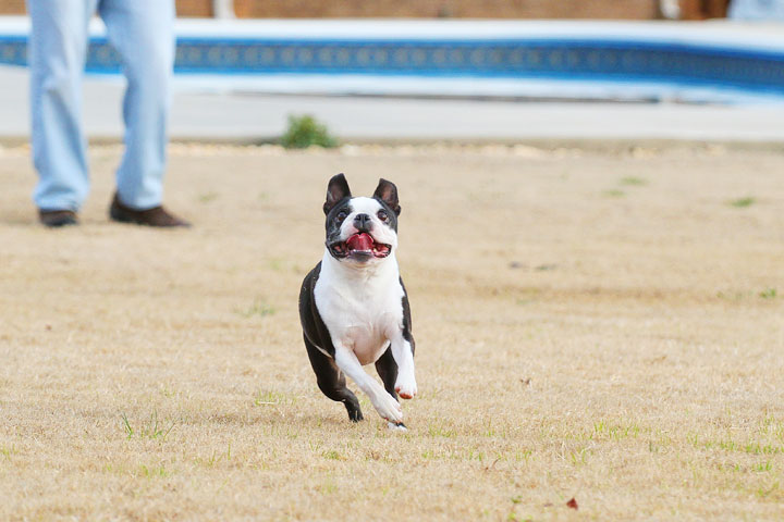 Boston Terrier Catches Frisbee