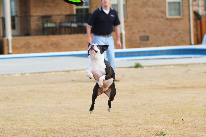 Boston Terrier Catches Frisbee