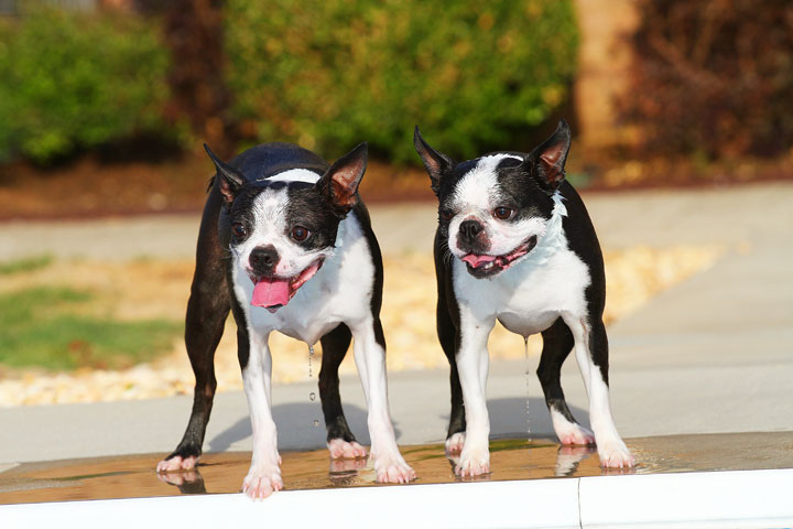 Boston Terriers Swimming