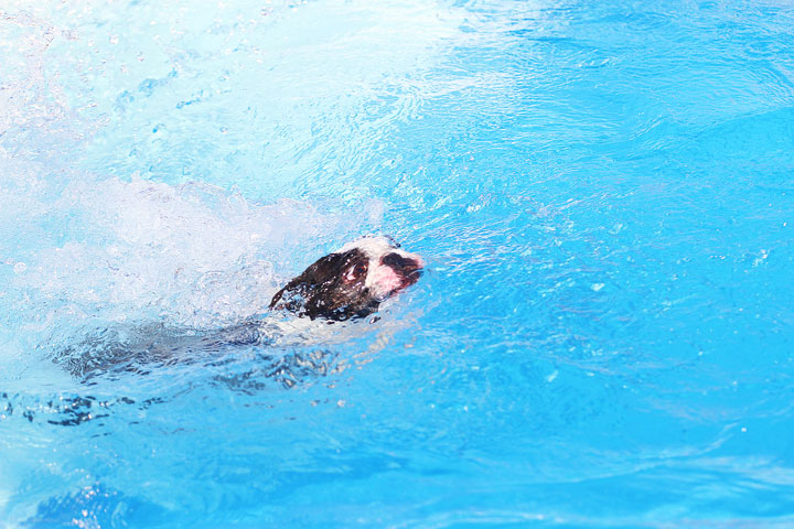 Boston Terriers Swimming