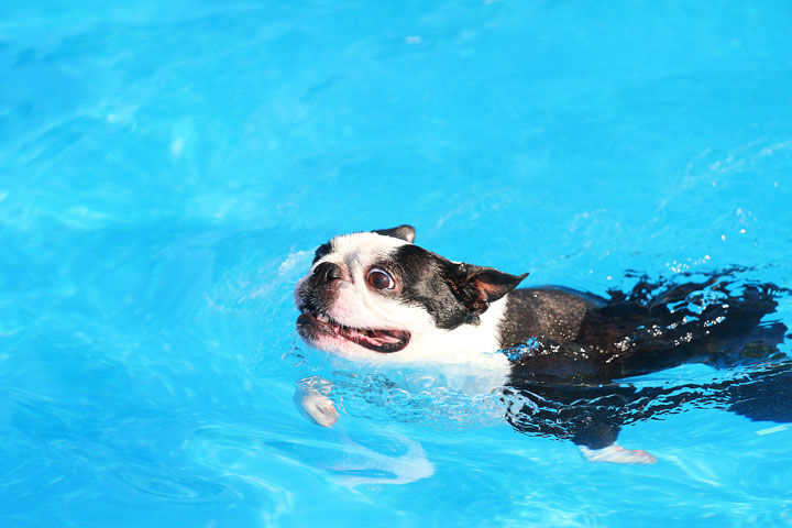 Boston Terriers Swimming