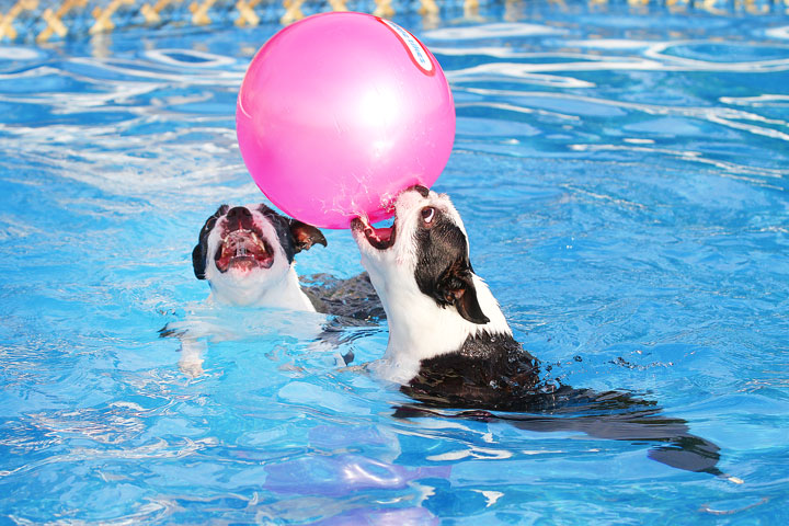 Boston Terriers Swimming