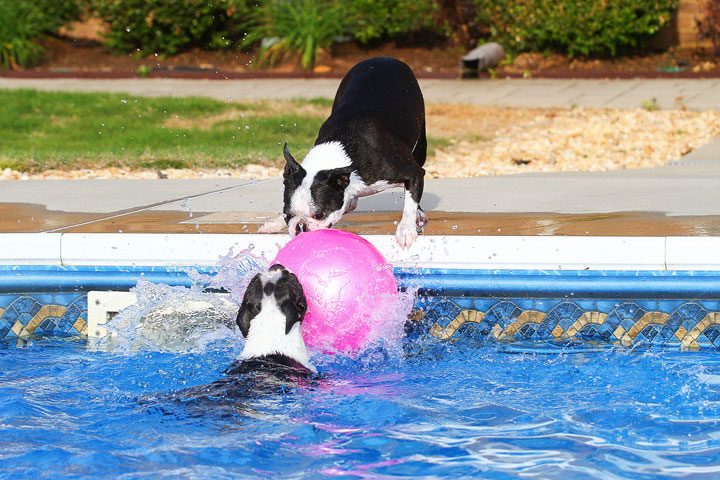 Image of Our Terriers Playing in the Pool