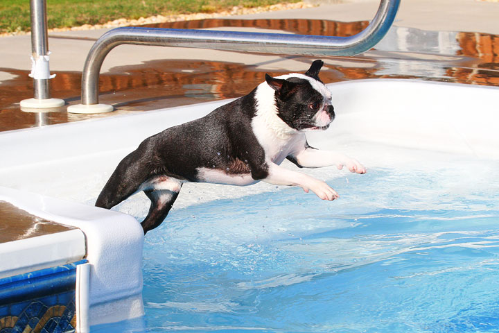 Boston Terriers Swimming