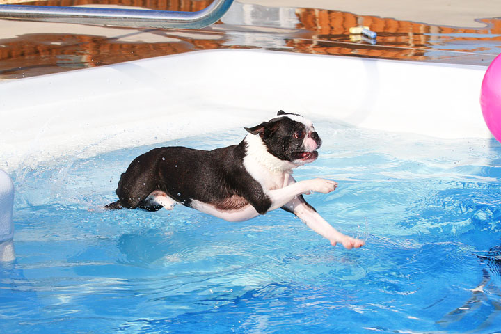 Boston Terriers Swimming