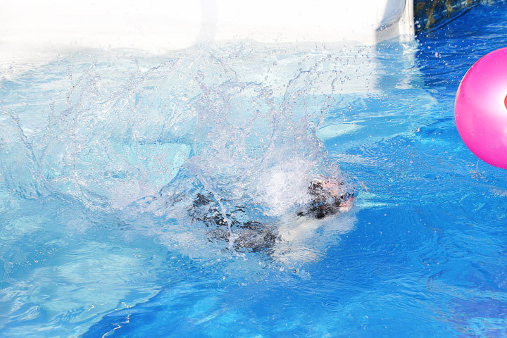 Boston Terriers Swimming