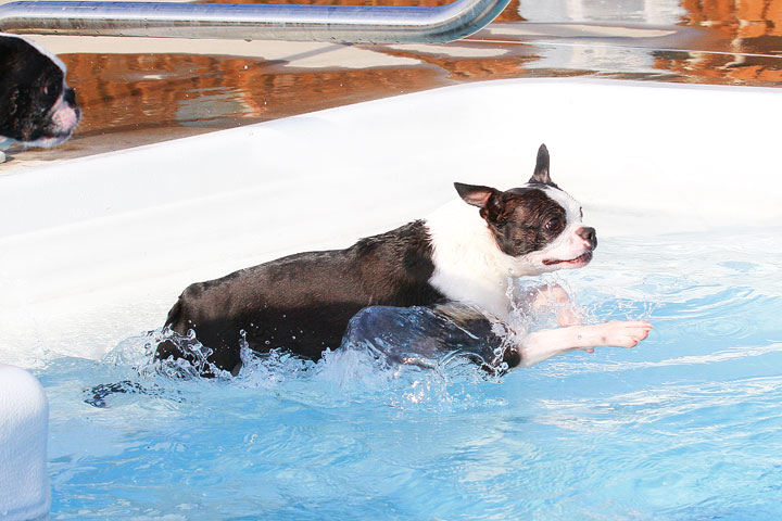 Boston Terriers Swimming