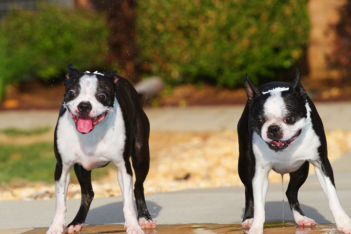 Boston Terriers Swimming