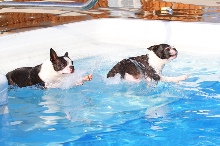 Boston Terriers Swimming