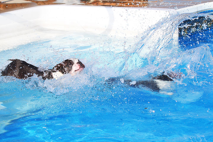 Boston Terriers Swimming