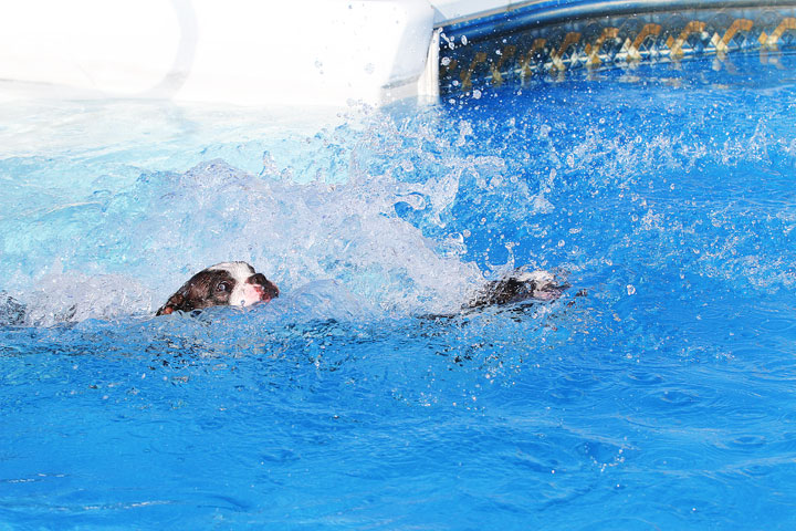 Boston Terriers Swimming